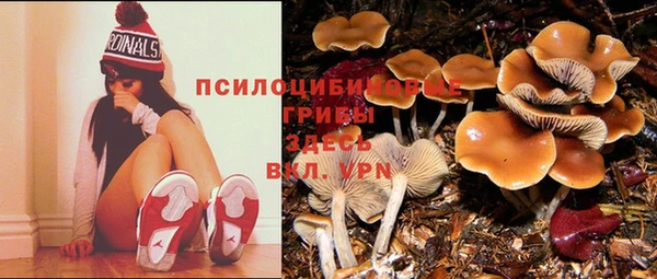 прущие грибы Козельск